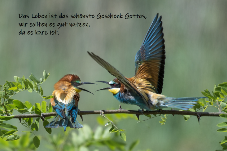 Bild des Monats - August 2025