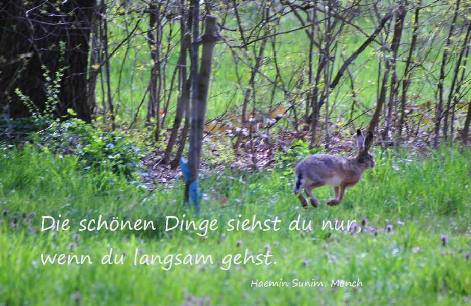 Bild des Monats - August
