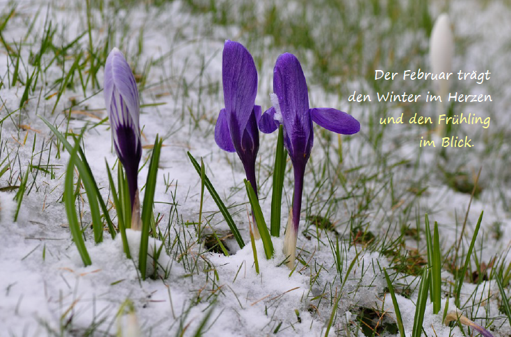 Bild des Monats - Februar 2026