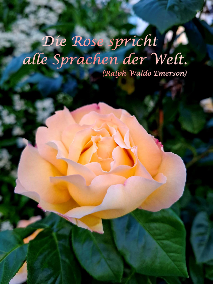 Bild des Monats - Juni