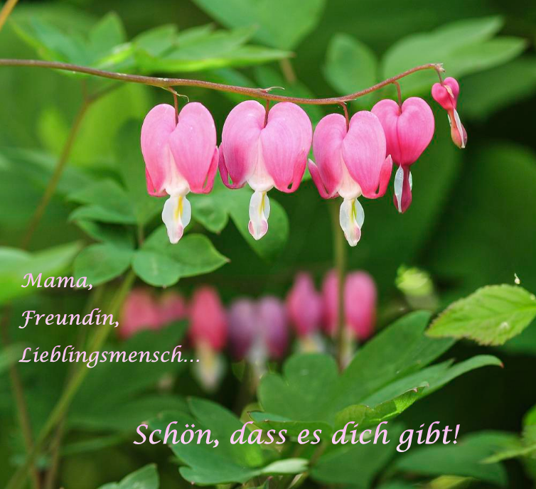 Bild des Monats - Mai